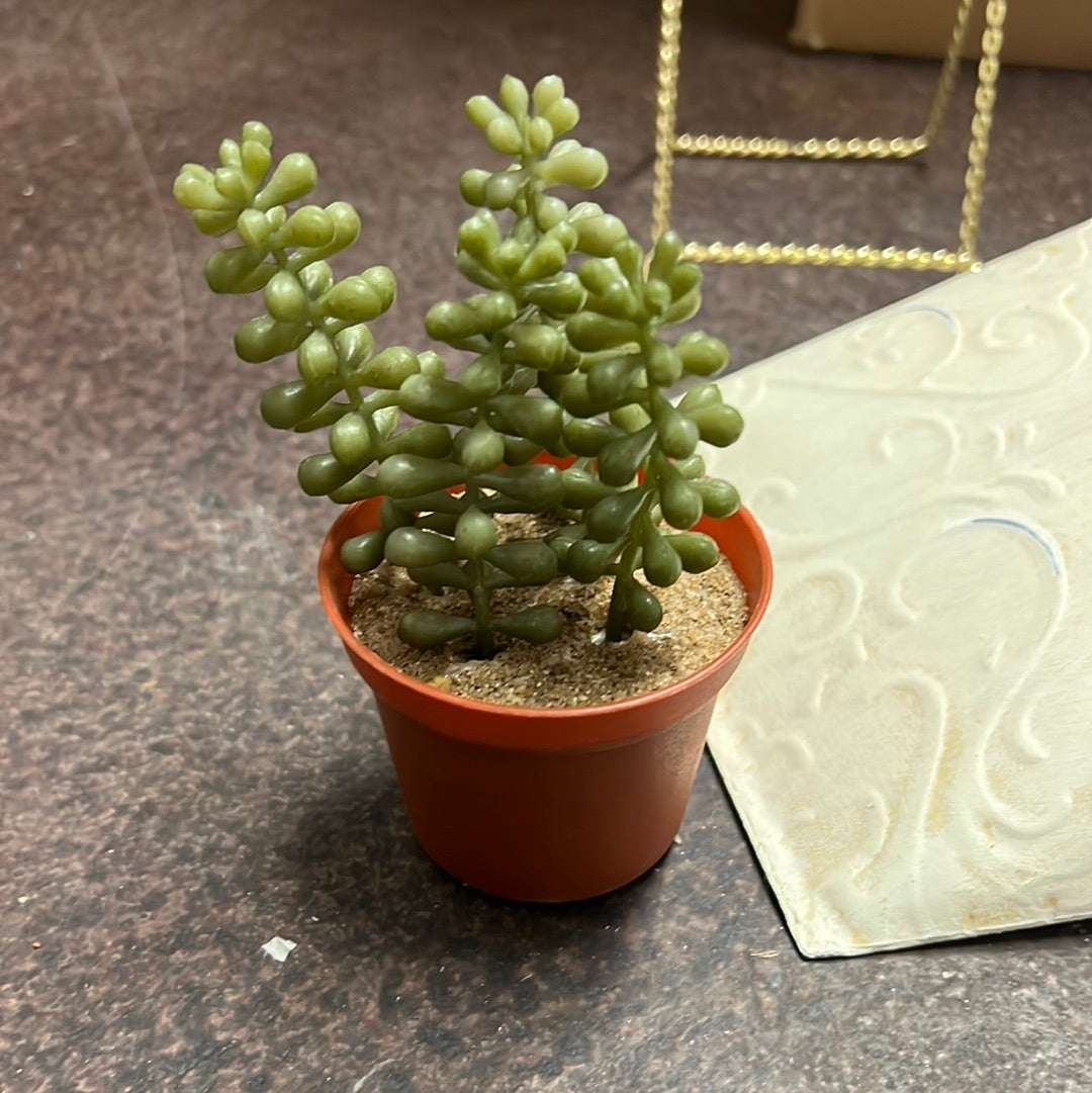 Small Succulent