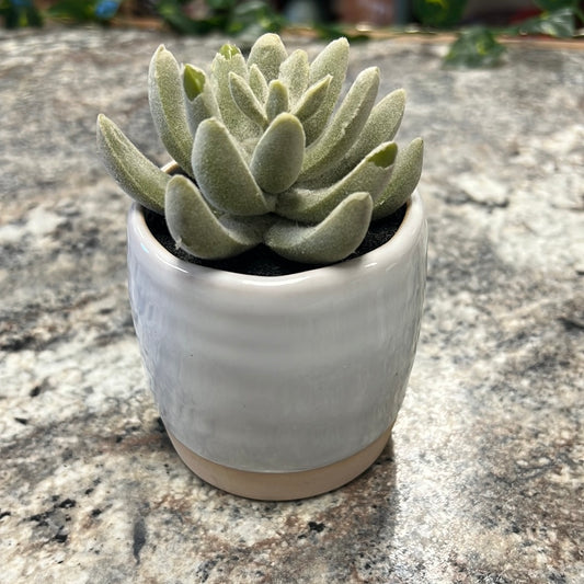 Small Succulent Plant