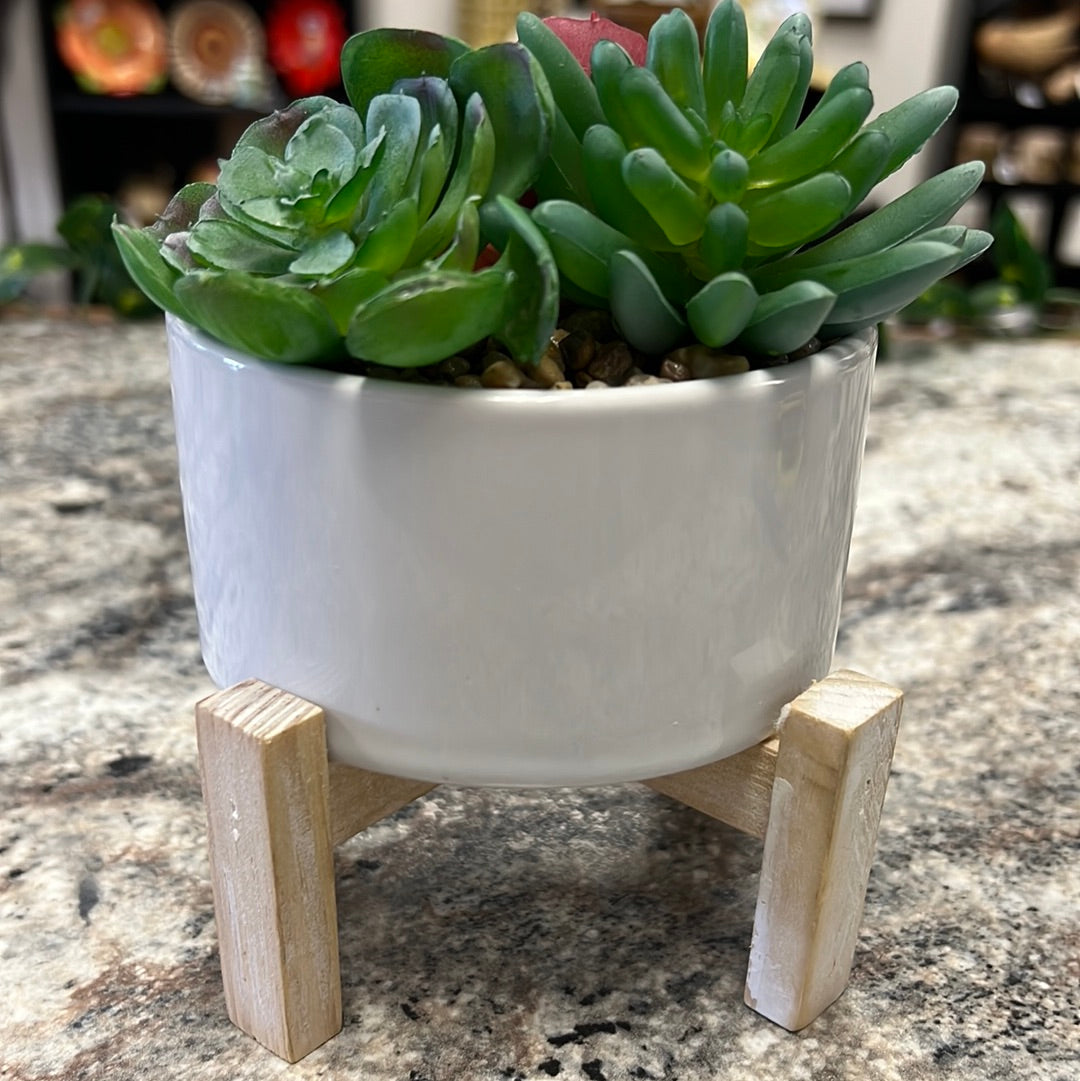 Succulent Decor