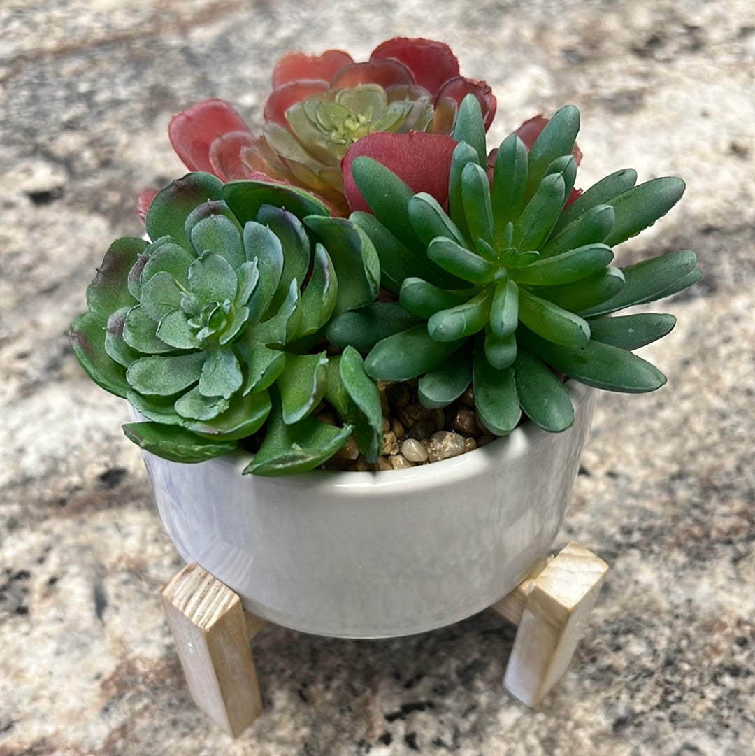 Succulent Decor