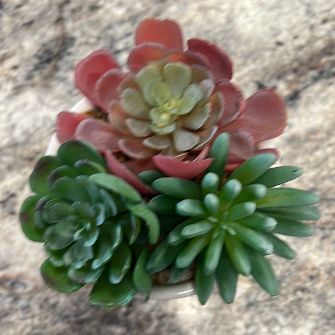 Succulent Decor